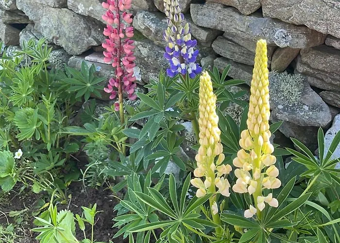 Frühstückspension The View